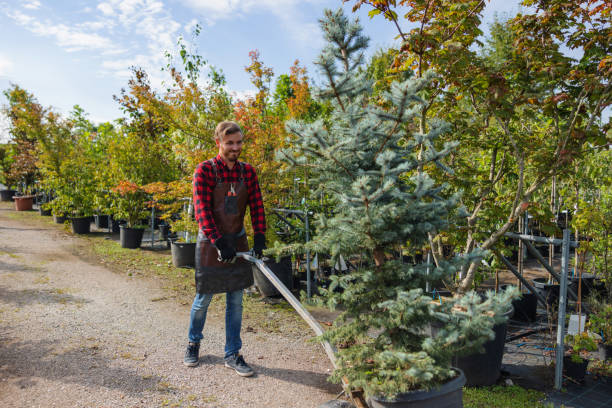 Professional Tree Removal and Landscaping Services in Lawrenceville, IL